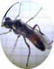 Aglaostigma aucupariae